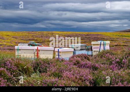 DES ABEILLES QUI VOLENT AUTOUR D'UNE RANGÉE DE RUCHES PLACÉES SUR HEATHER MOORS DANS LES HIGHLANDS ÉCOSSAIS À LA FIN DE L'ÉTÉ Banque D'Images