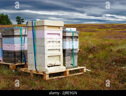 DES ABEILLES QUI VOLENT ET PÉNÈTRENT DANS LES RUCHES PLACÉES SUR HEATHER MOORS DANS LES HIGHLANDS ÉCOSSAIS À LA FIN DE L'ÉTÉ Banque D'Images