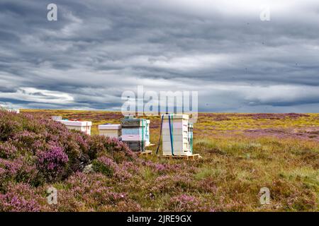 DES ABEILLES QUI VOLENT AUTOUR DE RUCHES PLACÉES SUR HEATHER MOORS DANS LES HIGHLANDS ÉCOSSAIS À LA FIN DE L'ÉTÉ Banque D'Images