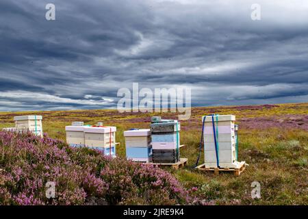 LES ABEILLES QUI VOLENT AUTOUR DES RUCHES PLACÉES SUR HEATHER MOORS DANS LES HIGHLANDS ÉCOSSAIS À LA FIN DE L'ÉTÉ Banque D'Images