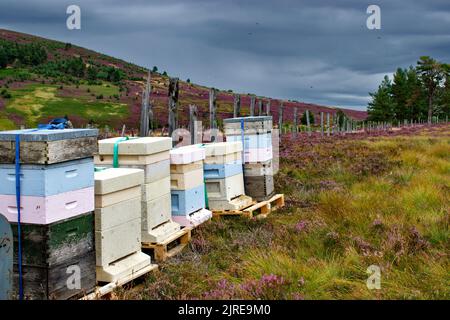 LES ABEILLES QUI VOLENT AUTOUR DES RUCHES PLACÉES SUR HEATHER MOORS DANS LES HIGHLANDS ÉCOSSAIS À LA FIN DE L'ÉTÉ Banque D'Images