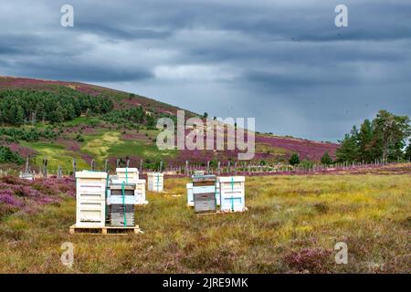 LES ABEILLES QUI VOLENT AUTOUR DES RUCHES PLACÉES SUR HEATHER MOORS DANS LES HIGHLANDS ÉCOSSAIS À LA FIN DE L'ÉTÉ Banque D'Images