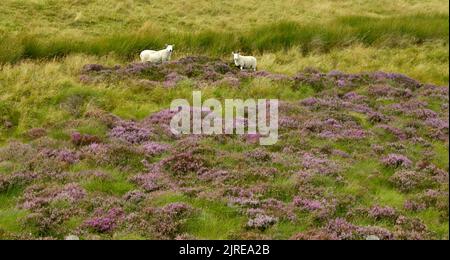 MOUTONS EN ÉCOSSE PAÎTRE SUR LE VIOLET HEATHER CALLUNA VULGARIS À LA FIN DE L'ÉTÉ Banque D'Images