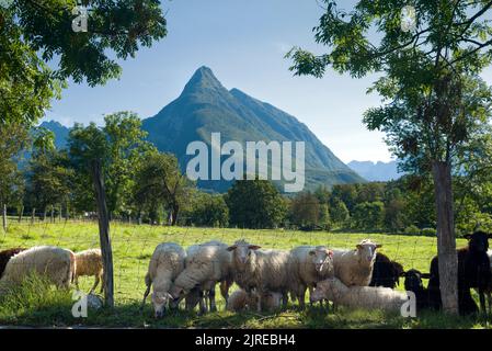 Les moutons affluent sur un pâturage de montagne Banque D'Images