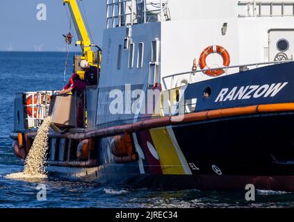 24 août 2022, Mecklembourg-Poméranie occidentale, Warnemünde: Les membres de l'équipage déversent du maïs soufflé dans l'eau de la mer Baltique pour simuler un déversement de pétrole lors de l'exercice environnemental 'Balex Delta'. Un déversement de pétrole est simulé lors de l'exercice international au large de Warnemünde. Au cours de l'exercice à grande échelle, qui a lieu chaque année, les forces d'urgence des pays de l'UE riverains de la mer Baltique répètent une situation d'urgence avec plus de 15 navires spéciaux et 400 membres du personnel d'urgence. Photo: Jens Büttner/dpa Banque D'Images