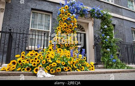 Londres ,Royaume-Uni 24/08/2022. Larry The Cat, Mouser en chef du numéro 10 Downing Street, se trouve à côté de l'exposition de fleurs de jour de l'Ukrainien Independent Banque D'Images