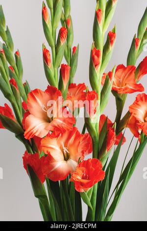 Carte de vœux verticale avec bouquet d'automne de gladioses rouges avec boutons et fleurs sur fond gris. Vue avant, mise au point sélective, gros plan. Banque D'Images