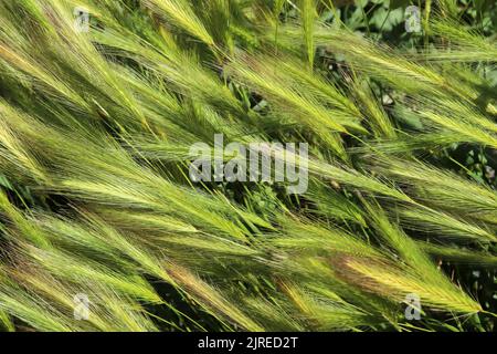 Hordeum murinum - mauvaise herbe de la même famille que l'orge. Banque D'Images