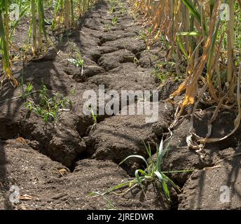 Vue intérieure d'un champ de maïs en Allemagne. En raison de la sécheresse persistante, les terres agricoles se sont asséchées et de profondes fissures se sont formées. Banque D'Images