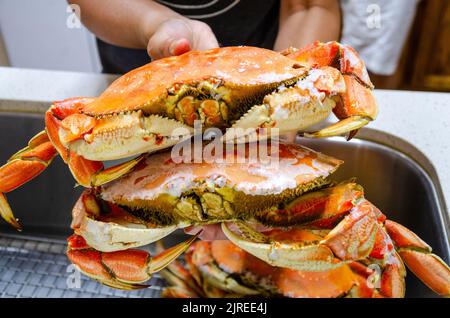 Préparation du crabe frais prêt à manger. Banque D'Images