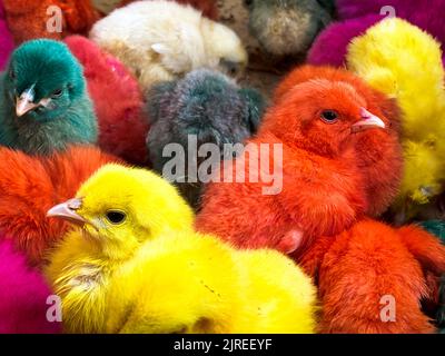 Vue de dessus de nombreux poussins de Pâques colorés. Poussins de Pâques en vente sur le marché de rue iranien Banque D'Images