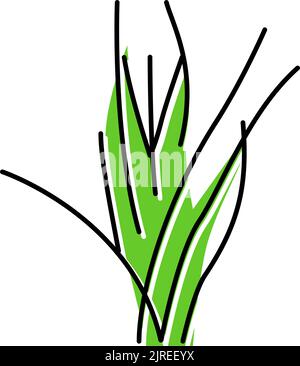 illustration vectorielle de l'icône de couleur vallisneria spiralis Illustration de Vecteur