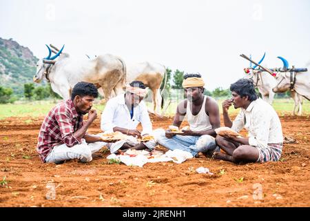 Groupe d'agriculteurs déjeunant tout en étant assis à la terre agricole devant le bétail - concept de prendre la pause, la saison de culture et l'agriculture. Banque D'Images