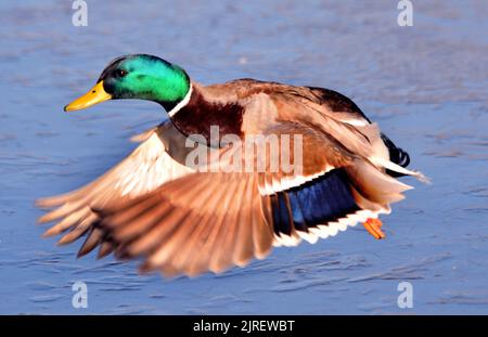 DANSE SUR GLACE . DES CANARDS COLVERTS GLISSENT SUR L'ÉTANG GELÉ À BAFFINS, PORTSMOUTH, HANTS. PHOTO MIKE WALKER, PHOTOS DE MIKE WALKER, 2012 Banque D'Images