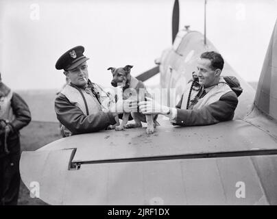 Le 303 Escadron de chasseurs polonais à la bataille d'Angleterre au cours de l'été 1940, les premiers escadrons polonais ont été formés dans le Commandement de chasseurs. Aucun escadron 303 de la ville de Varsovie n'a été l'unité de la RAF la plus marquant en septembre 1940, avec neuf de ses pilotes qui ont fait cinq morts ou plus. Les officiers pilotes Jan Zumbach (à gauche) et Miros?aw Feri?, deux de ses as, jouant avec la mascotte de l'escadron - un chien de chiot. Cette photo a été prise à Leconfield en octobre 1940. Banque D'Images