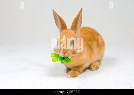 Adorable lapin à tête rouge assis sur un fond blanc et mangeant une feuille de laitue verte Banque D'Images