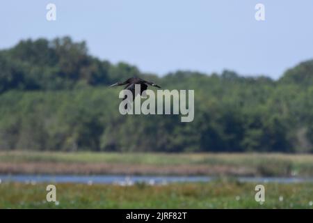 Ibis brillant en vol à Bombay Hook NWF dans le Delaware aux Etats-Unis Banque D'Images