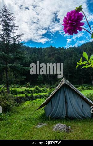 Un lieu touristique dans les prés avec un camp au milieu de forêt d'arbres de déodar et des montagnes en arrière-plan. Uttarakhand Inde. Banque D'Images