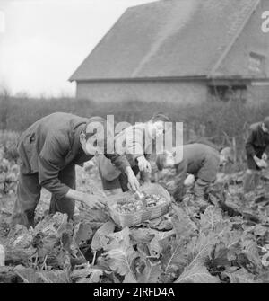 Jardins du Village des écoliers d'alimentation- La production alimentaire à Knighton-sur-teme, Worcestershire, Angleterre, RU, 1943 Les garçons de l'école choisir les légumes qu'ils ont pris dans le cadre de leurs cours à l'école locale à Knighton-on-time. Ces légumes, cultivés dans le jardin de l'école, fournira une partie du repas de midi aujourd'hui. Banque D'Images