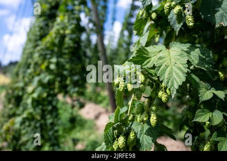 Wolnzach, Allemagne. 24th août 2022. Les cônes HOP sont visibles dans un champ HOP. L'Association des producteurs allemands de houblon donne une estimation de la récolte de 2022 houblon lors d'un point de presse sur 24.08.2022. Credit: Sven Hoppe/dpa/Alay Live News Banque D'Images