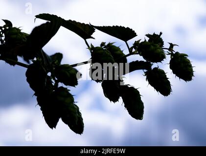 Wolnzach, Allemagne. 24th août 2022. Les cônes HOP sont visibles dans un champ HOP. L'Association des producteurs allemands de houblon donne une estimation de la récolte de 2022 houblon lors d'un point de presse sur 24.08.2022. Credit: Sven Hoppe/dpa/Alay Live News Banque D'Images