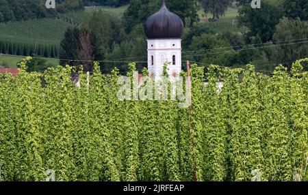 Wolnzach, Allemagne. 24th août 2022. Houblon croissant dans un champ. L'Association des producteurs allemands de houblon fournira une estimation de la récolte de 2022 houblon lors d'un point de presse sur 24.08.2022. Credit: Sven Hoppe/dpa/Alay Live News Banque D'Images