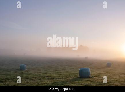 balles de foin dans un pré brumeux tôt le matin entre vielsalm et sankt vith dans les ardennes belges Banque D'Images