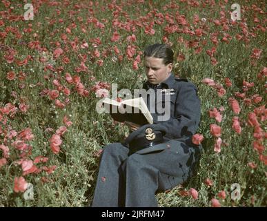 Le commandant de l'escadre Guy Gibson VC, Commandant de l'escadron no 617 (les briseurs de barrages) à Scampton, 22 juillet 1943. Le commandant de l'escadre Guy Gibson assis dans un champ de coquelicots en lisant un livre. Banque D'Images