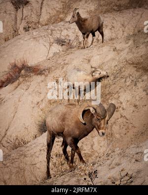 RAM de mouflon de Bighorn, brebis et agneau broutant dans les badlands Banque D'Images