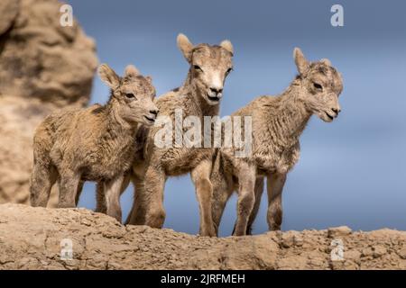 Trois agneaux de Bighorn reposant dans les badlands Banque D'Images