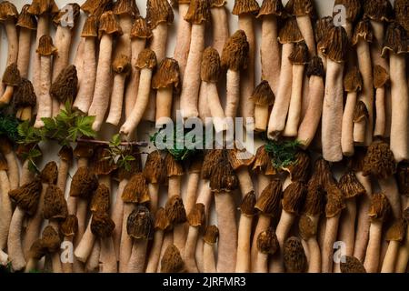 Champignons Morel sur un plateau en métal blanc Banque D'Images