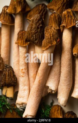 Champignons Morel sur un plateau en métal blanc Banque D'Images