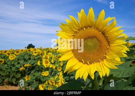 Gros plan d'un seul tournesol dans le champ de tournesol Banque D'Images