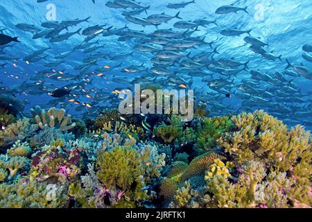 École de Bigeye Travallies (Caranx sexfasciatus), natation au-dessus d'un récif de corail, Palawan, Philippines, Océan Pacifique, Asie Banque D'Images