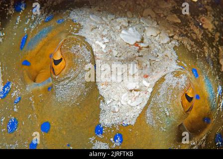 Stingray à pois bleus (Taeniura lymma), recouvert de sable de corail, Papouasie-Nouvelle-Guinée, océan Pacifique Banque D'Images