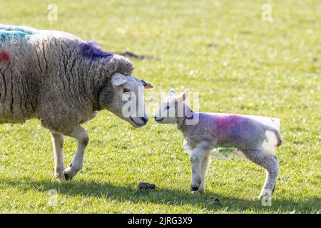 Agneau de printemps nouveau-né avec mère de la ferme Yorkshire Dales, portant une couche protectrice en plastique transparent pour les protéger des vents froids persistants, libre Banque D'Images