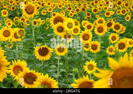 Domaine de tournesols jaunes lumineux Banque D'Images