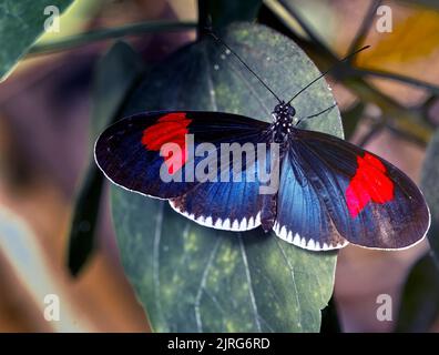 Postier noir, Heliconius melpomene, papillon foncé d'Amérique du Sud avec de grandes taches rouges, macro Banque D'Images