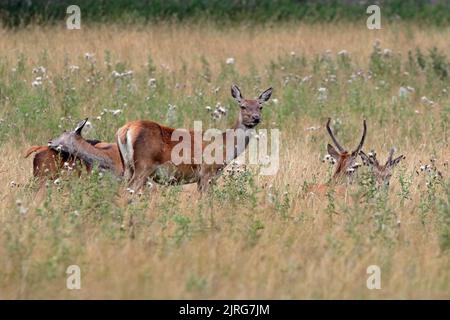 Red Deer (cervus elaphus) au parc Studley Deer, près de Ripon North Yorkshire Banque D'Images