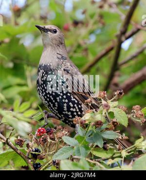 Jeunes, triègue commune ou européenne (Sturnus vulgaris) Banque D'Images