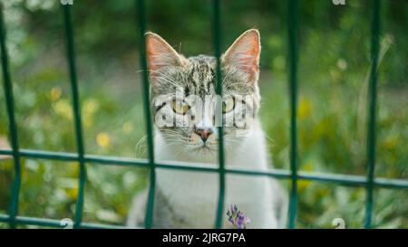tabby blanc et gris chat regardant through une clôture, félin chat sauvage Banque D'Images