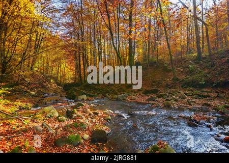 l'eau coule entre les pierres de la forêt. beau paysage de la nature en automne. arbres dans les couleurs d'automne un jour ensoleillé Banque D'Images