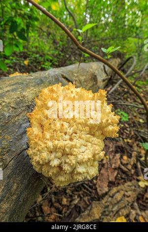 Hericium abietis, communément appelé Bear's Head ou Western Coral Hedgehog, est un champignon comestible qui pousse sur des souches ou des grumes de conifères en Amérique du Nord Banque D'Images