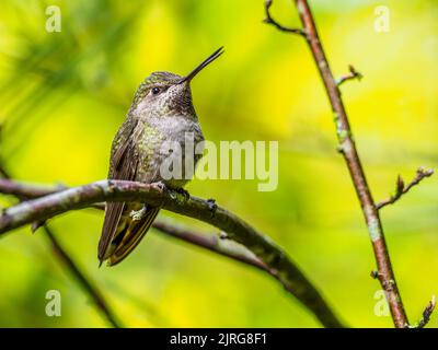 Une femelle Anna Hummingbird (Calypte anna) qui se présente dans une branche et qui volait Banque D'Images