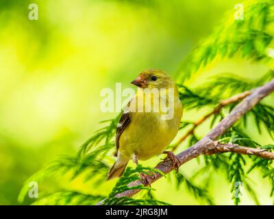 Une femelle américaine Goldfinch (Spinus tristis) perchée dans un cèdre Banque D'Images