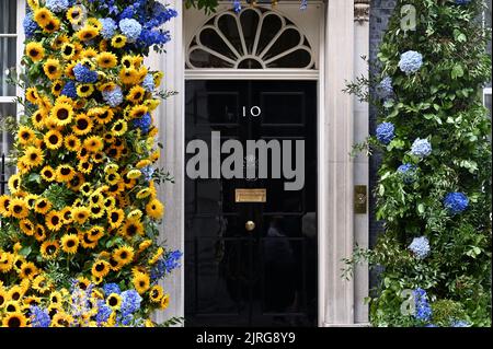 Londres, Royaume-Uni. Des tournesols pour la solidarité. 10 l'entrée de Downing Street a été décorée avec la fleur nationale de l'Ukraine le tournesol pour célébrer le 31st anniversaire de la déclaration d'indépendance de l'Ukraine. Banque D'Images