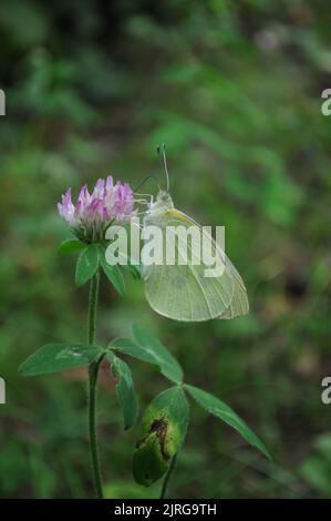 Petit blanc (Pieris rapae) se nourrissant d'un pratense de Trifolium, été, Artvin - Turquie Banque D'Images