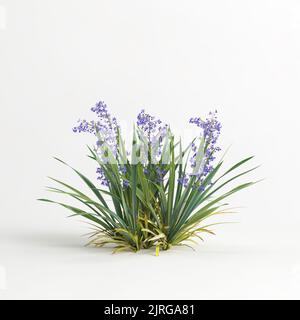 3d illustration du buisson de dianella caerulea isolé sur fond blanc Banque D'Images