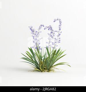 3d illustration du buisson de dianella caerulea isolé sur fond blanc Banque D'Images