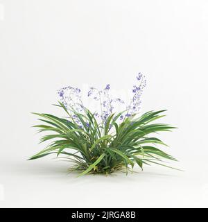 3d illustration du buisson de dianella caerulea isolé sur fond blanc Banque D'Images